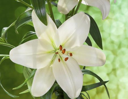 white lilies