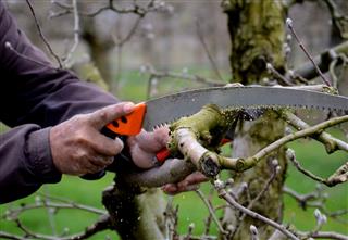 Pruning Apple Tree In Spring