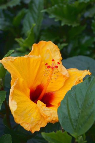 Hibiscus Rosa Sinensis