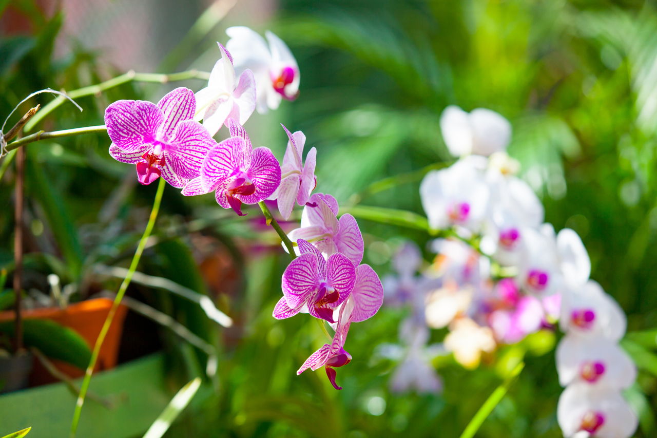 Beautiful Orchid Flower