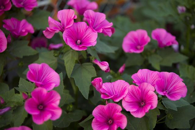 Mallow Flower