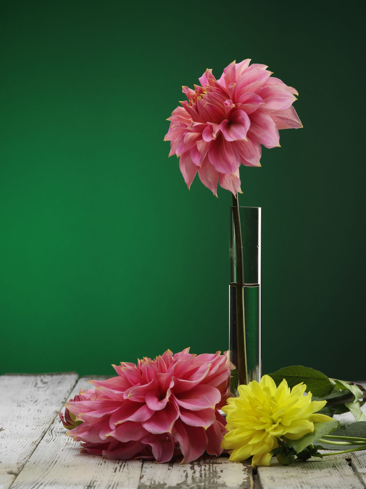 Dahlia