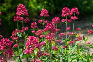 Red Valerian flowers in garden