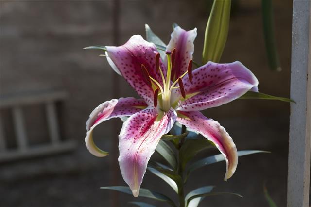 Lily