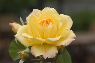 Yellow Rose