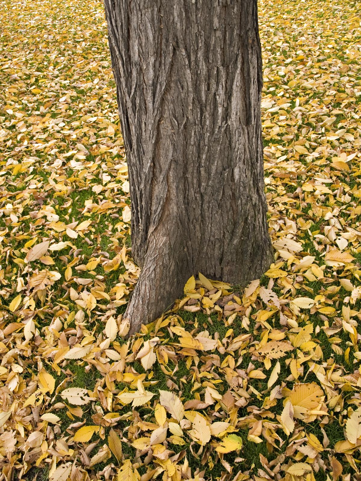 Yellow Autumn Leaves on Grass Under Elm Tree