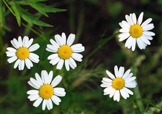 Camomile Flowers