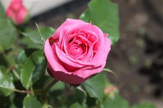 Pink rose