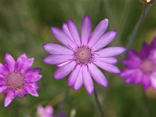 Xeranthemum Annuum