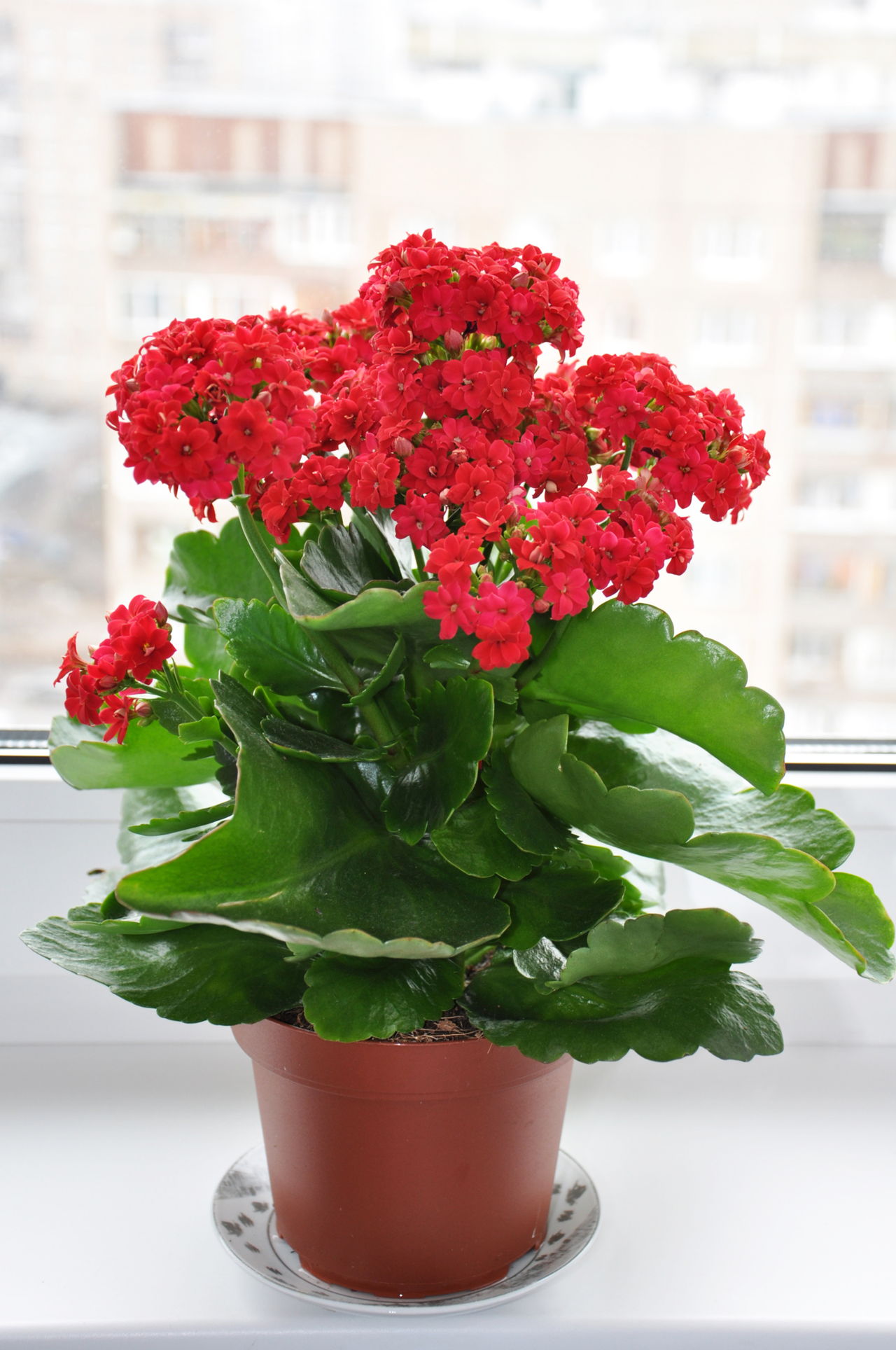Flowering Houseplant On A Windowsill