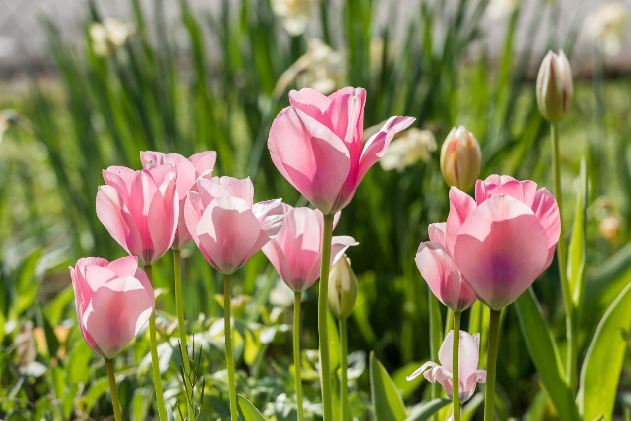 Pink Tulips In The Backlight