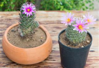 Cactus With Pink Flower
