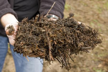 Organic Compost