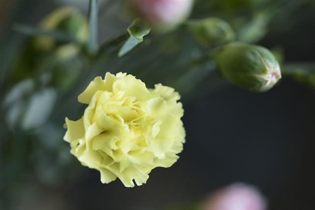 Yellow Flower