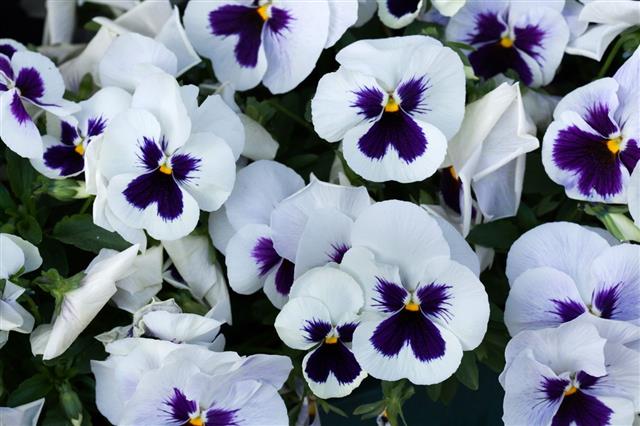 Garden Pansy