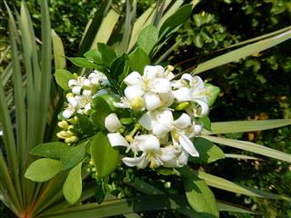 Jasmine