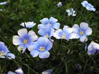 Flax