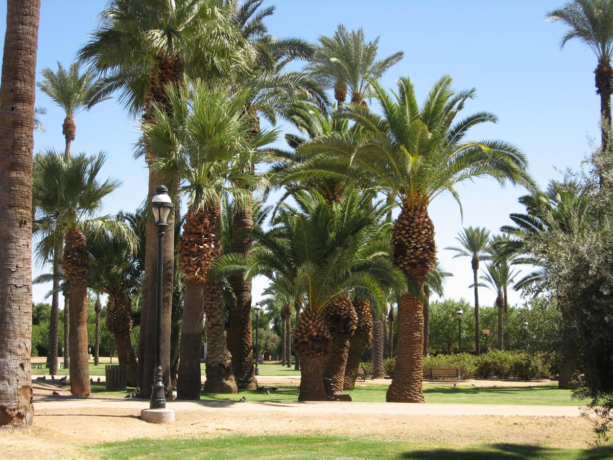 Date Palm Grove