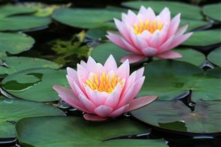 Lotus Flower