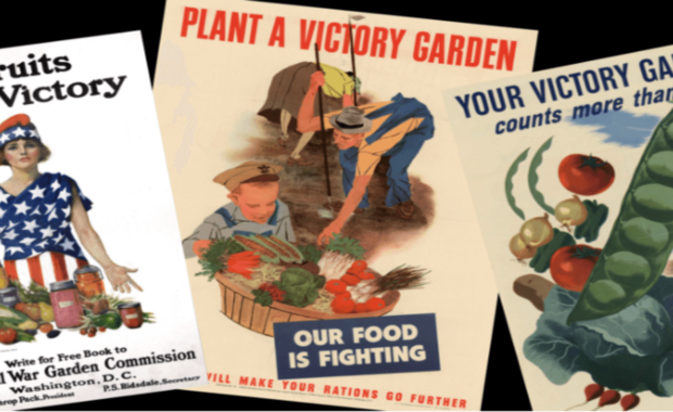 seeds for victory gardens