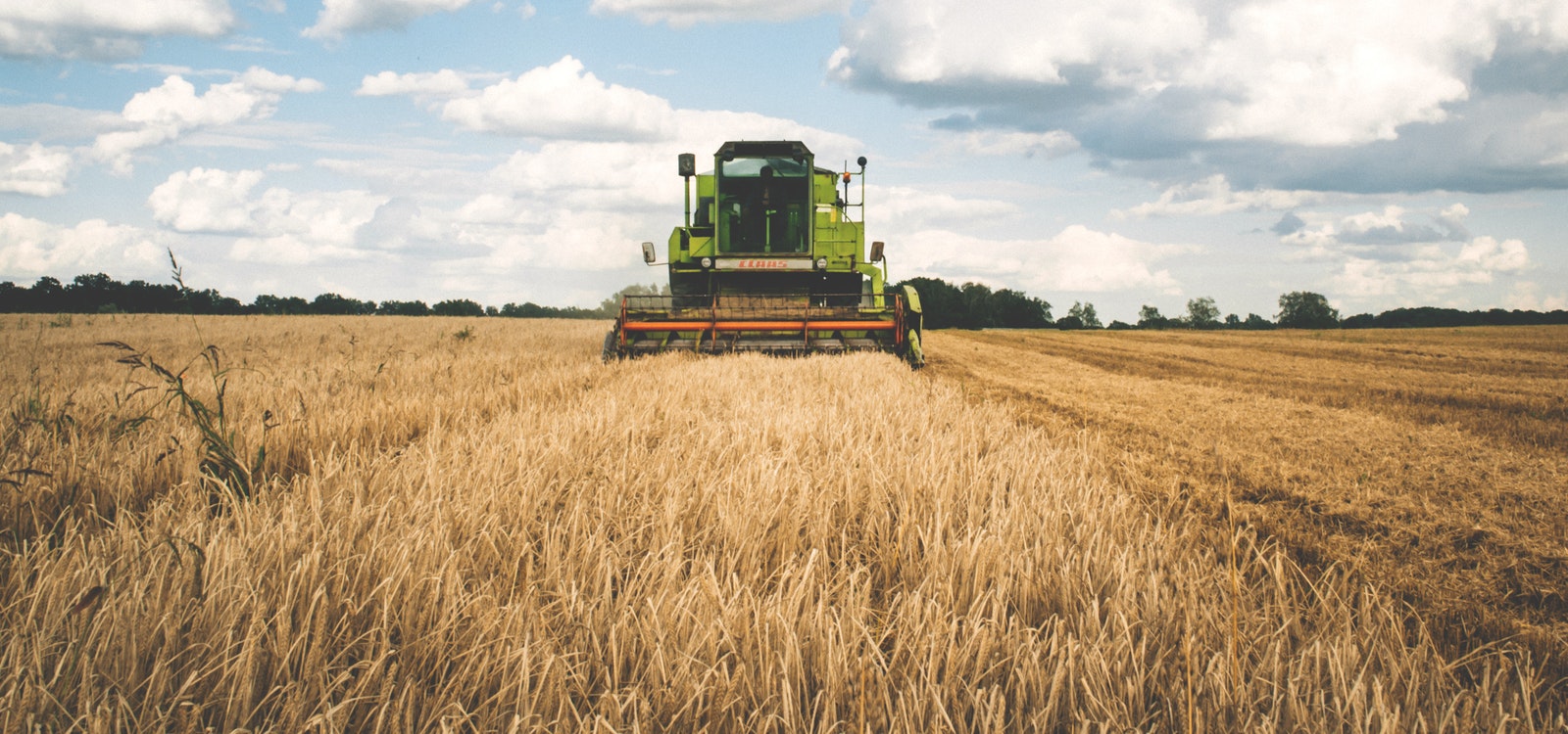 Safely Getting Rid of Pigweed Weeds in Your Yard