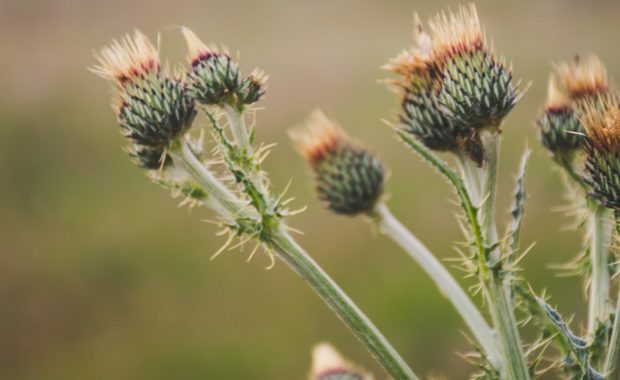 Thistles are considered noxious weeds