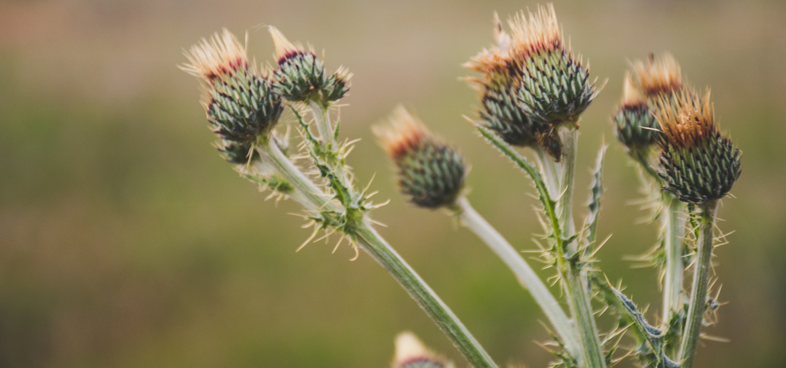 noxious-weeds-how-to-identify-and-eliminate-them-safely