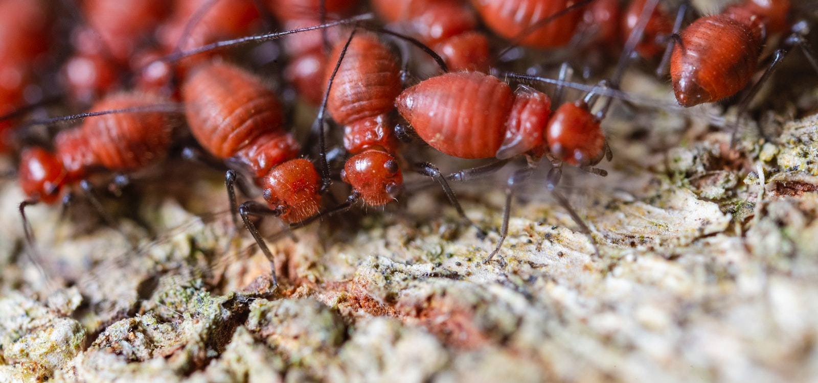 does-mulch-attract-termites-to-your-manicured-yard