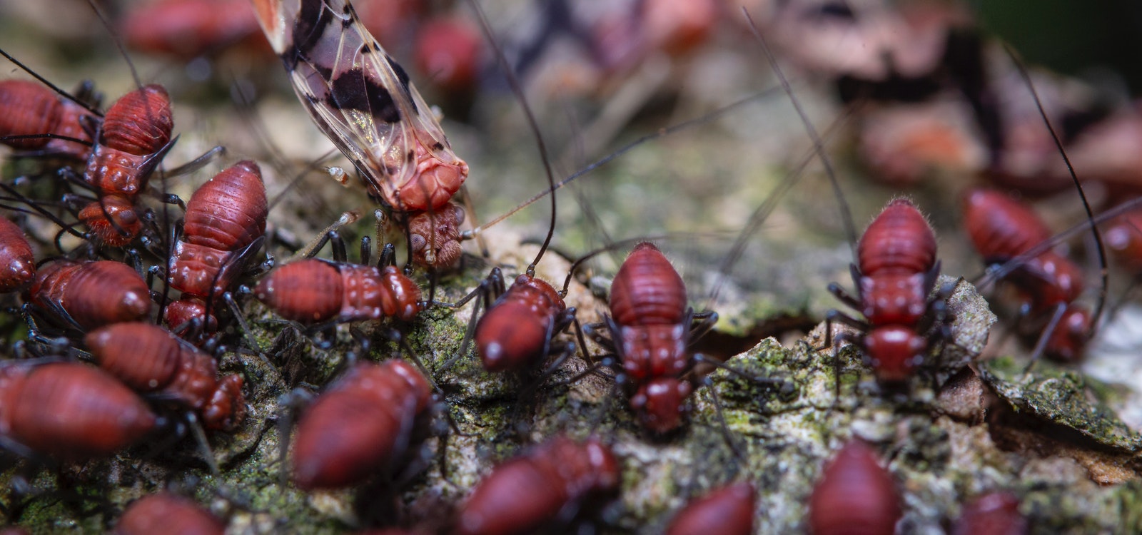 Termites in Mulch How to Avoid Them Around Your Home