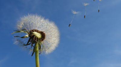 Dandelion is one of the most common lawn weeds