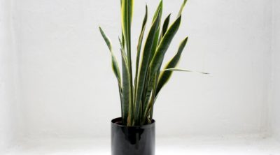 Learn how to take care of snake plant.