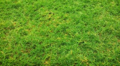 patch of green grass