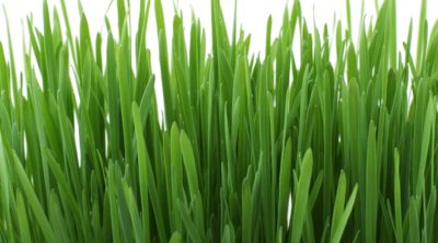 Close-up image of grass